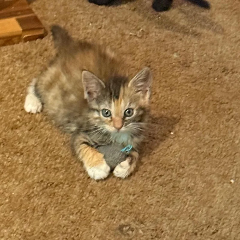 A baby small-sized female Calico Domestic Short Hair cat named Pixie for adoption in Silver Spring, MD