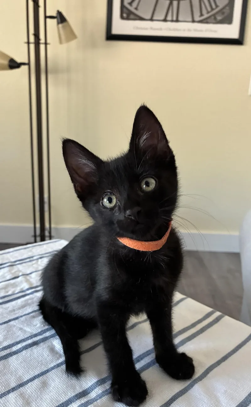 A baby medium-sized male Domestic Short Hair cat named Milkbone for adoption in Lincoln, CA