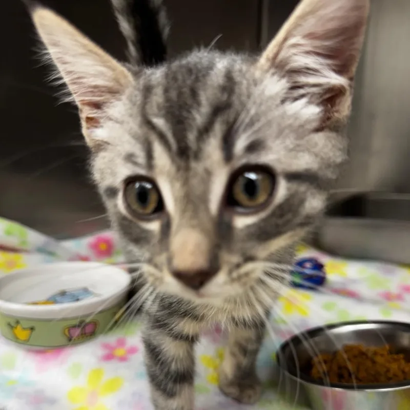 A baby small-sized male Gray / Blue / Silver Domestic Short Hair cat named Peppermint for adoption in Gloucester, VA
