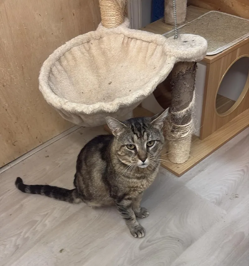 An adult medium-sized male Tabby (Brown / Chocolate) Domestic Short Hair cat named Ringo for adoption in Nashville, TN
