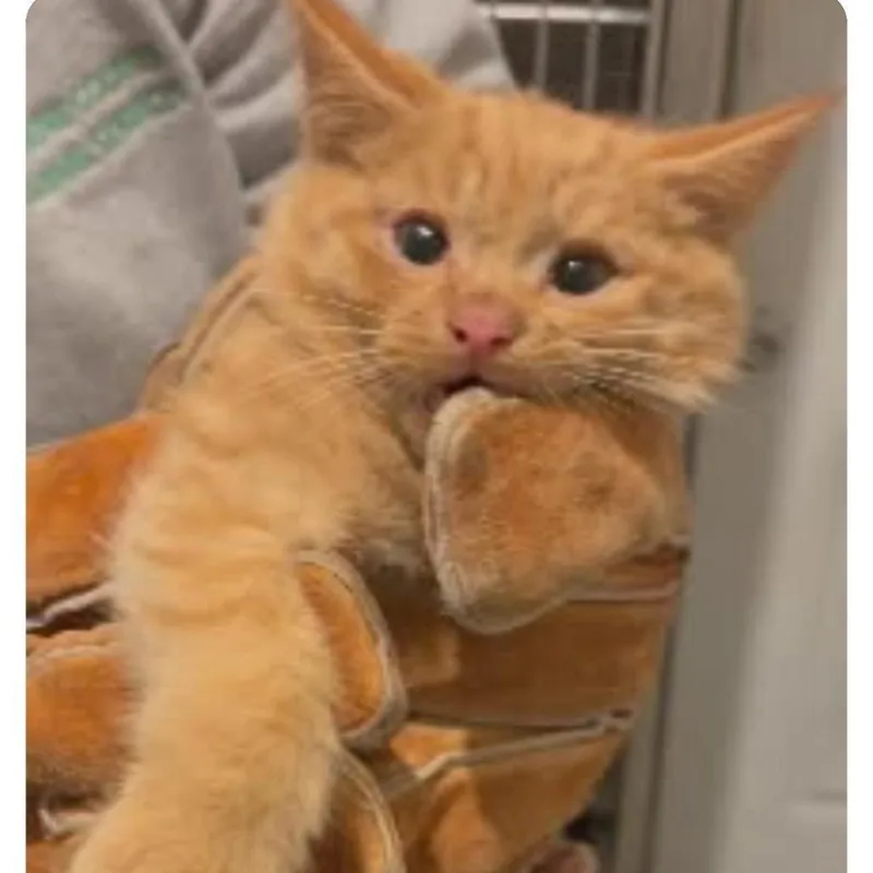 A baby small-sized male Orange / Red Domestic Short Hair cat named Officer Pound Cake for adoption in Rocky Mount, VA
