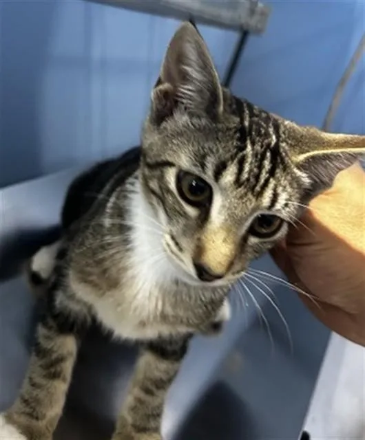 A baby small-sized female Domestic Short Hair cat named Leona for adoption in San Bernardino, CA
