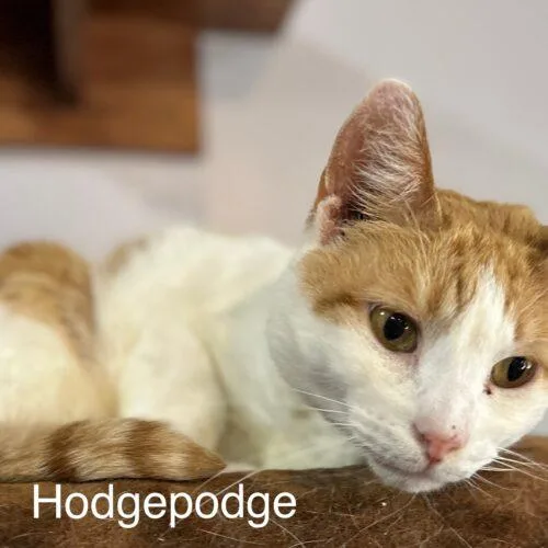 An adult large-sized male Domestic Short Hair cat named Hodgepodge for adoption in Tipp City, OH