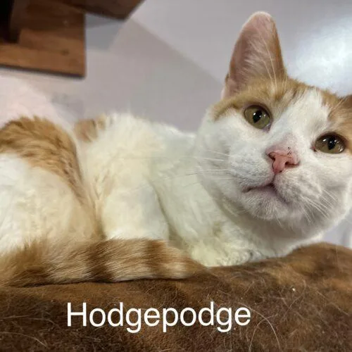 Hodgepodge thumbnail 2