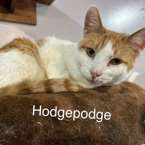Hodgepodge thumbnail 3