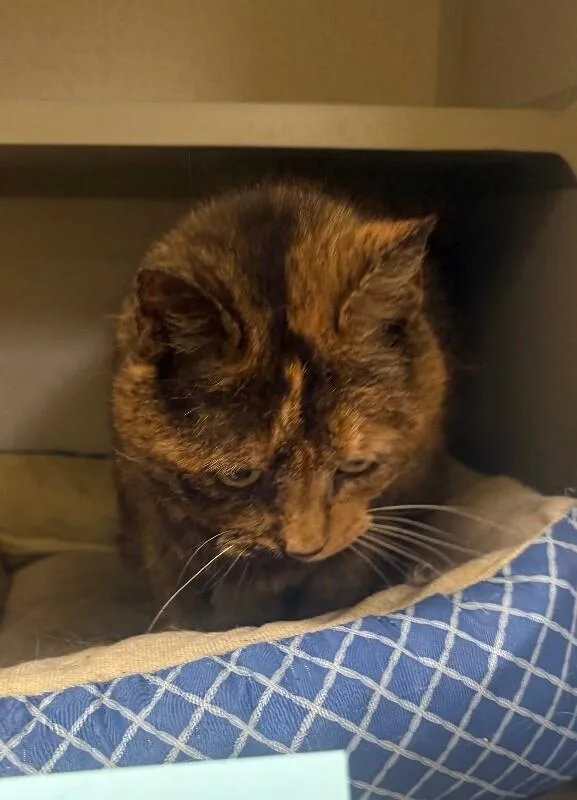 An adult large-sized female Tortoiseshell Domestic Short Hair cat named Karen for adoption in Osseo, MI