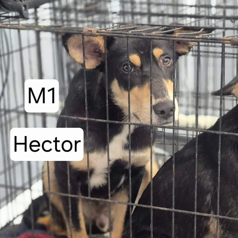 A young medium-sized male Black Hound dog named Hector for adoption in Dover, AR