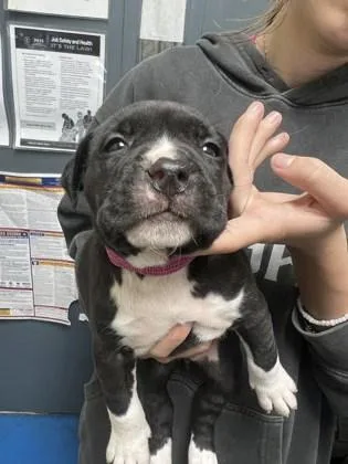 A baby small-sized female Pit Bull Terrier dog named Maple for adoption in Fairhope, AL