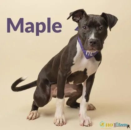 Maple thumbnail 2