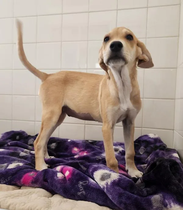 A baby medium-sized female Mixed Breed dog named Capricorn for adoption in Healdsburg, CA