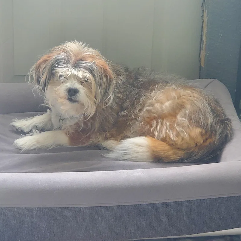 A senior small-sized female Tricolor (Brown, Black, & White) English Springer Spaniel dog named Z for adoption in Polson, MT