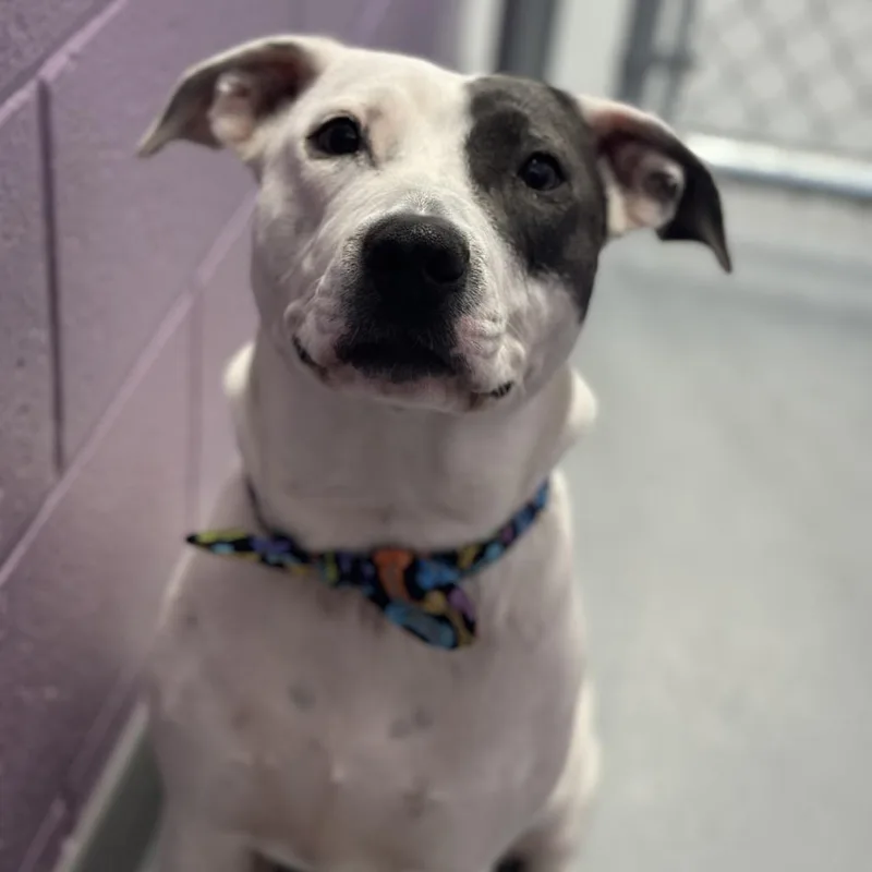 A young medium-sized female Terrier dog named Gemma Rose for adoption in Mount Vernon, IN