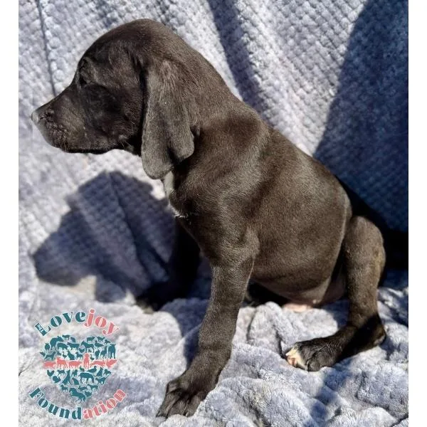A baby large-sized male Black German Shorthaired Pointer dog named Saint Joseph Littersully Coh for adoption in Inglewood, CA