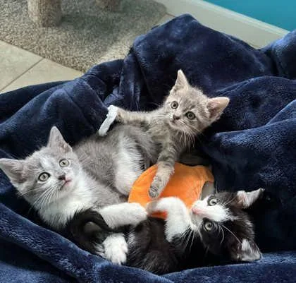 A baby small-sized male Domestic Short Hair cat named Kraft for adoption in Hobart, IN