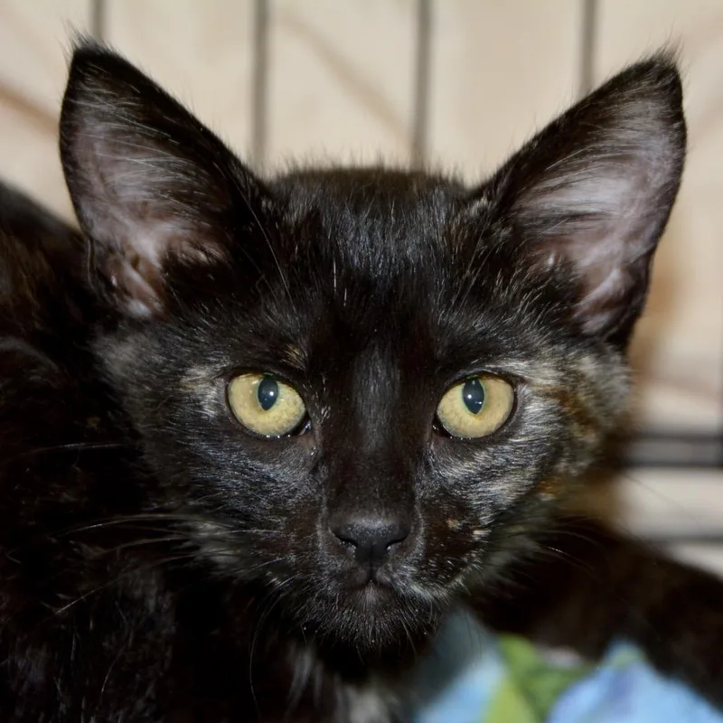 A baby small-sized female Tortoiseshell Domestic Short Hair cat named Tabbitha for adoption in Los Angeles, CA