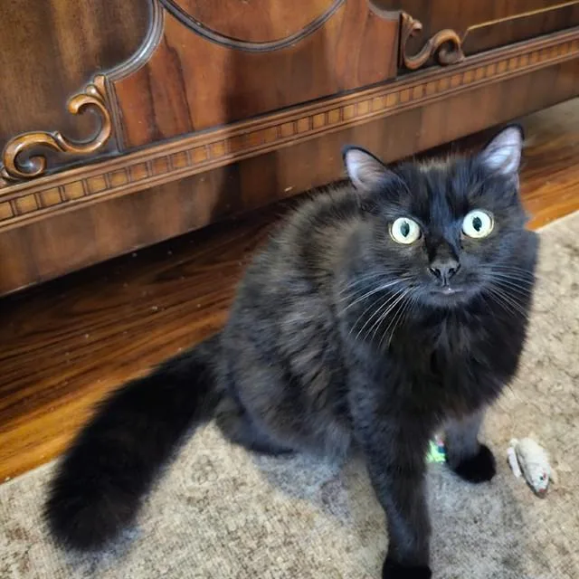 A young medium-sized female Domestic Medium Hair cat named Granite for adoption in Auburn, CA
