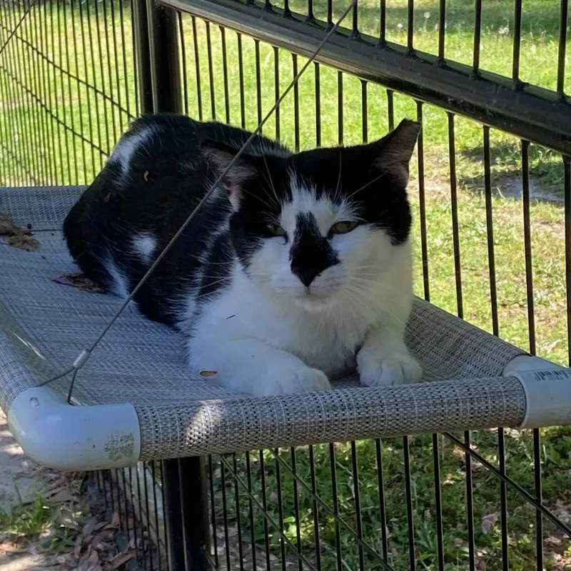 A young medium-sized male Domestic Short Hair cat named Cowboy for adoption in Clinton, SC