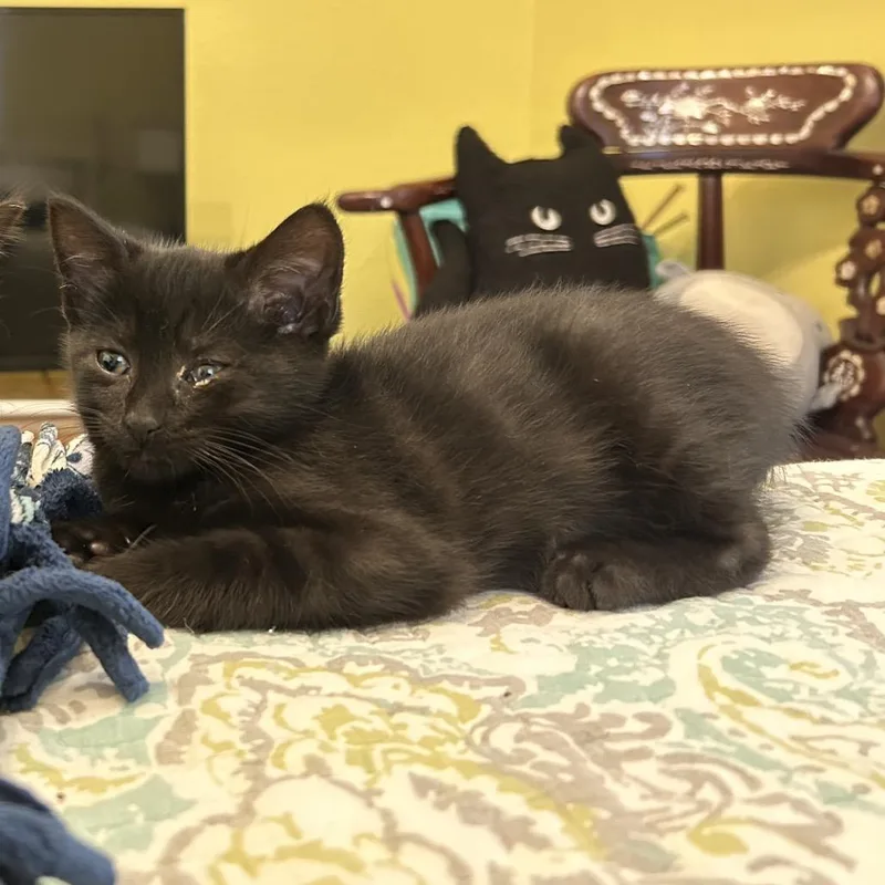 A baby small-sized female Black Domestic Short Hair cat named Arya for adoption in Columbia, MO