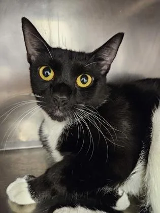 An adult small-sized female Domestic Short Hair cat named Viv for adoption in Scotia, NY