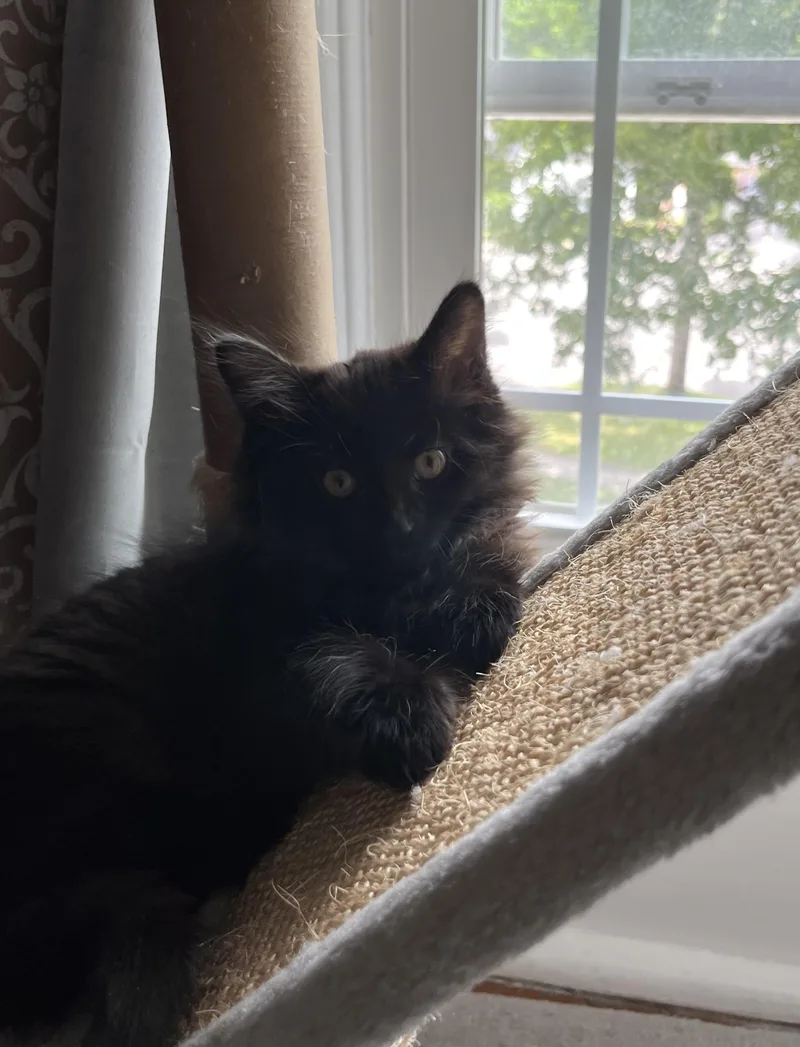 A baby medium-sized male Black Domestic Long Hair cat named Bobby for adoption in Honeoye, NY