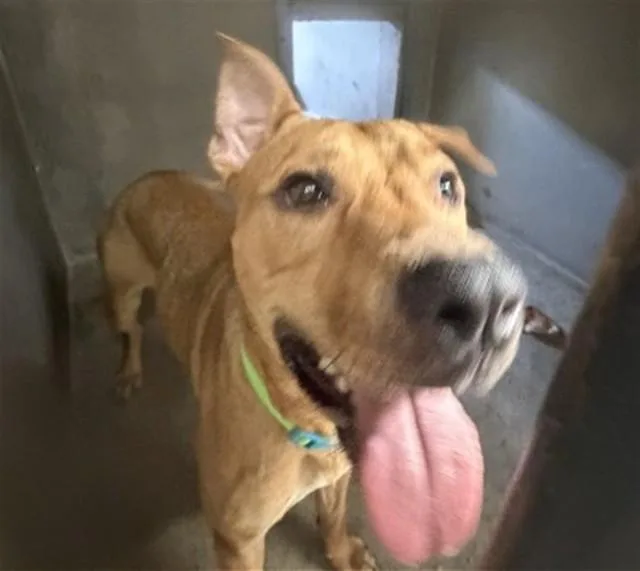 A young medium-sized male Pit Bull Terrier dog named Mitch for adoption in San Bernardino, CA