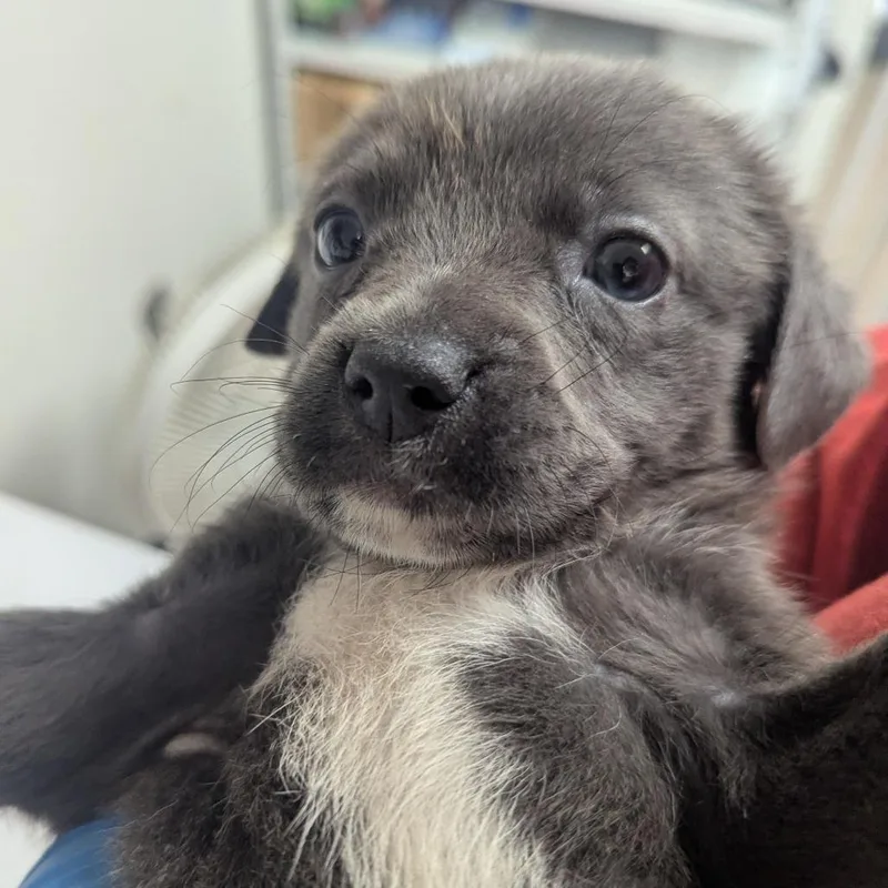 A baby small-sized female Gray / Blue / Silver Labrador Retriever dog named Jane for adoption in Parrish, AL