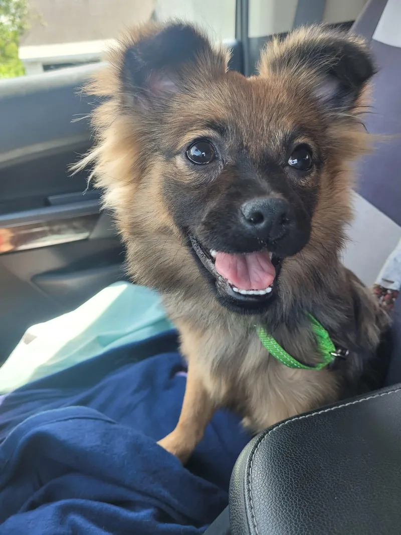 A young small-sized female Pekingese dog named Mora for adoption in Albany, NY