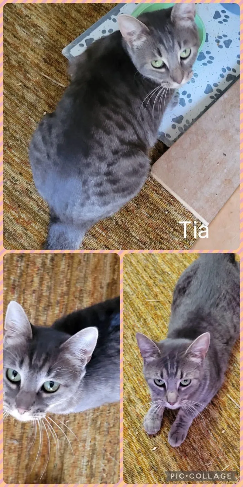 An adult medium-sized female Tabby (Gray / Blue / Silver) Domestic Short Hair cat named Tia for adoption in Newberg, OR