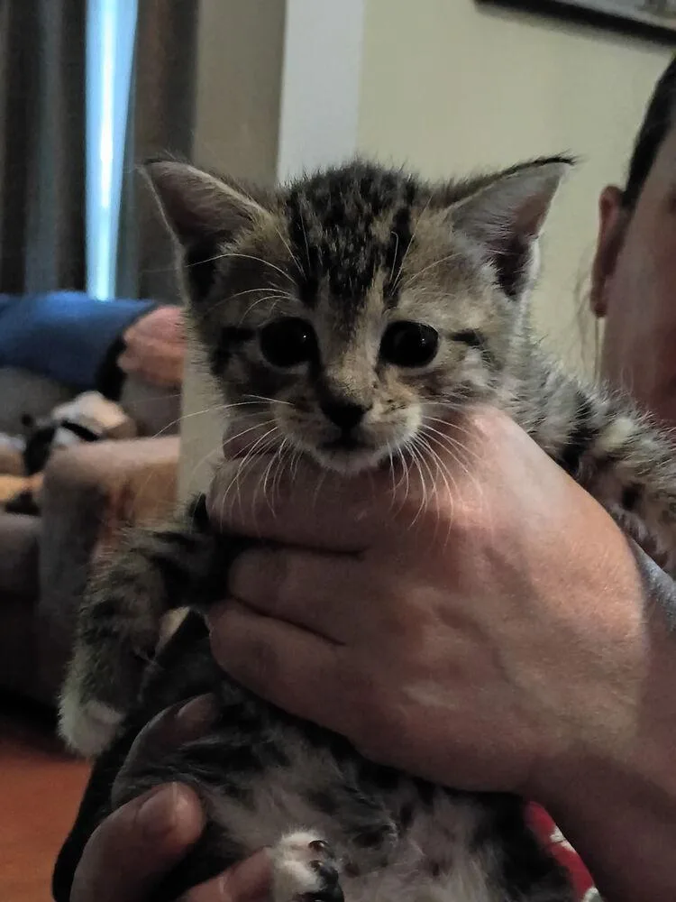 A baby small-sized female Tabby (Brown / Chocolate) Domestic Short Hair cat named Tiramasu for adoption in Jackson, GA