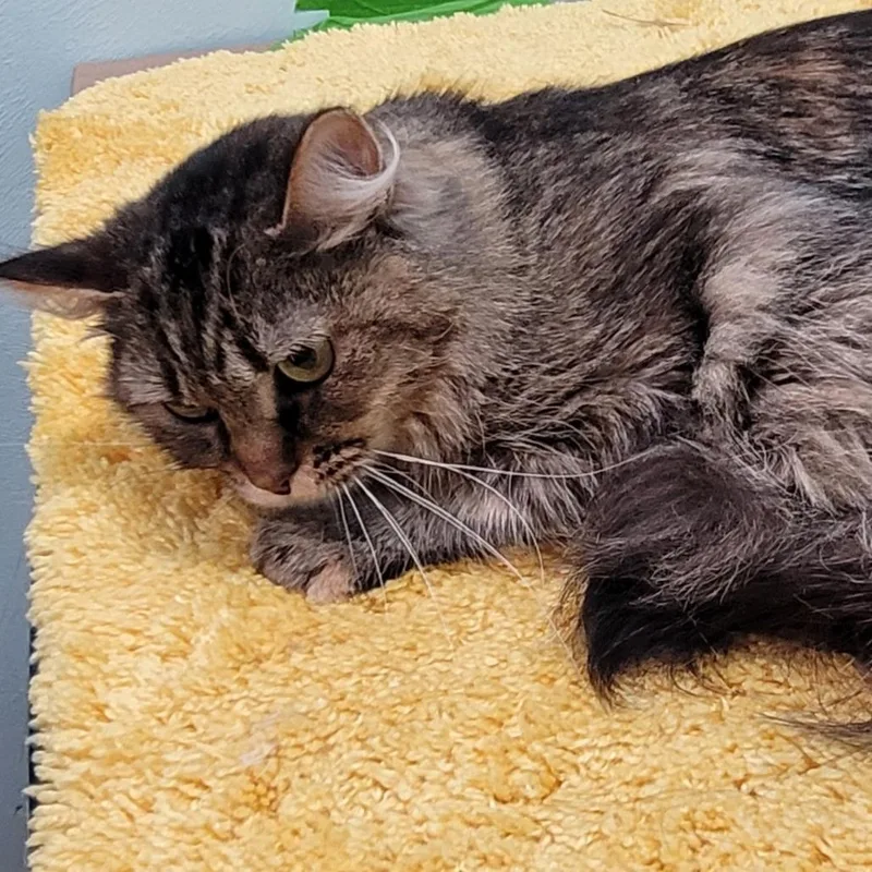 A young medium-sized female Brown / Chocolate Domestic Medium Hair cat named Bally for adoption in Coos Bay, OR