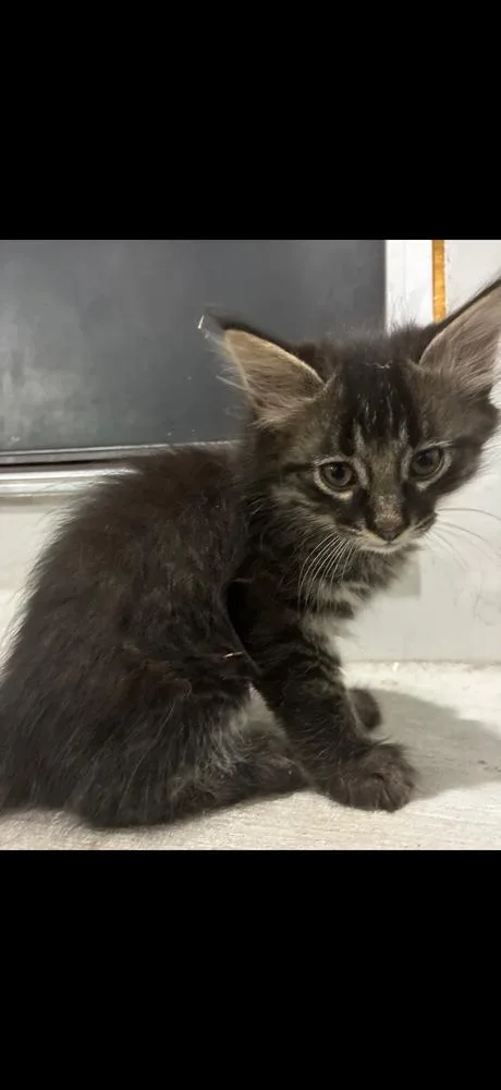 A baby small-sized male Domestic Medium Hair cat named Latte for adoption in Poplar Grove, IL