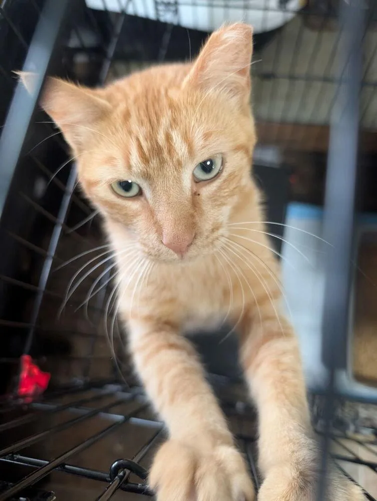 A young medium-sized male Tabby (Orange / Red) Domestic Short Hair cat named Bolt for adoption in Metamora, IL