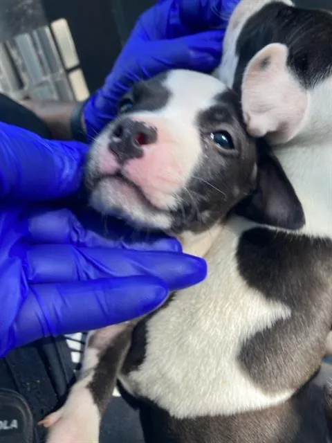 A baby large-sized female Pit Bull Terrier dog named Sally for adoption in Dallas, TX