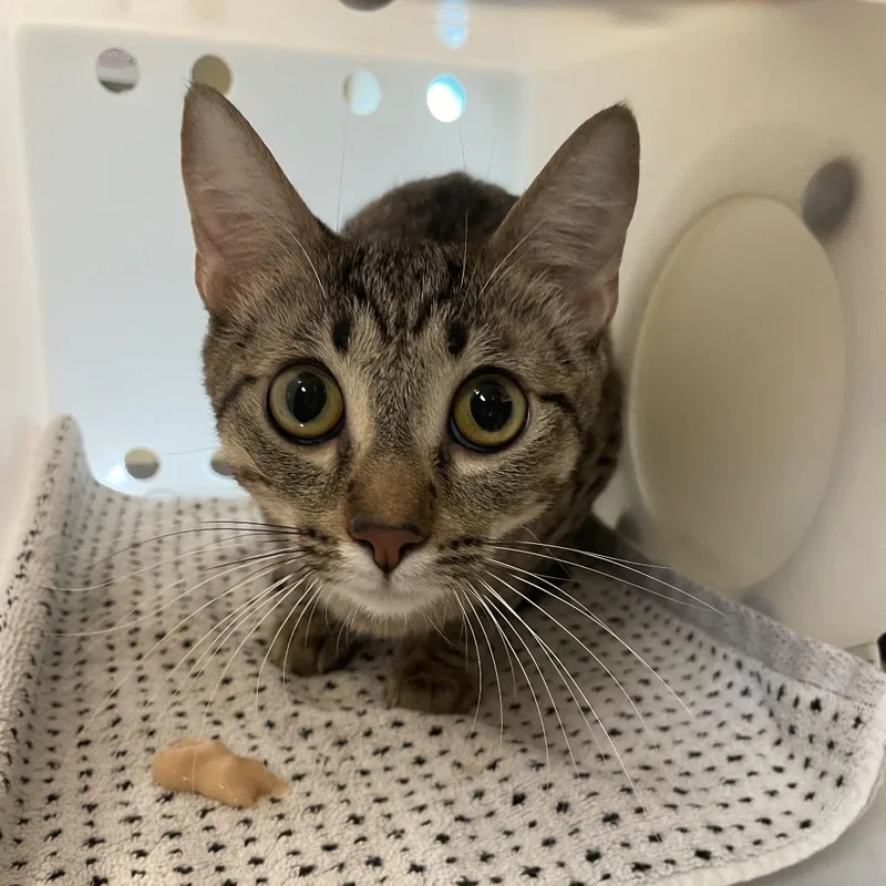 A young medium-sized female Brown / Chocolate Domestic Short Hair cat named Mimi for adoption in Pasadena, CA