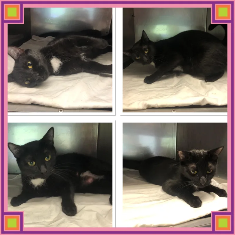 An adult small-sized female Black & White / Tuxedo Domestic Short Hair cat named Black Berry for adoption in Buckhannon, WV