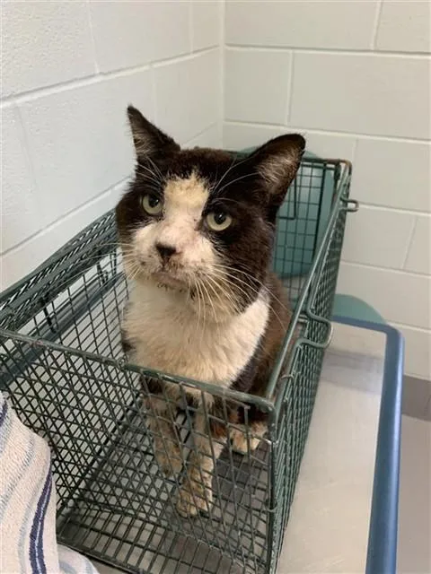 An adult large-sized male Domestic Short Hair cat named Sylvester for adoption in Corpus Christi, TX