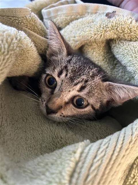 A baby small-sized female Domestic Short Hair cat named Oreana for adoption in San Antonio, TX