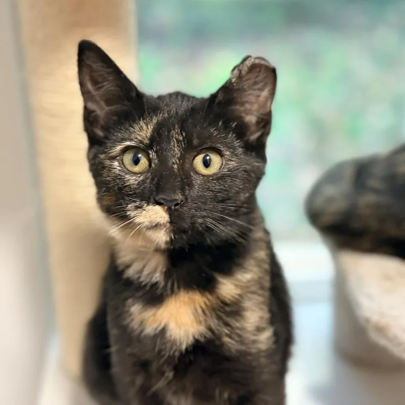 A baby small-sized female Torbie Domestic Short Hair cat named Shelly for adoption in Aldie, VA