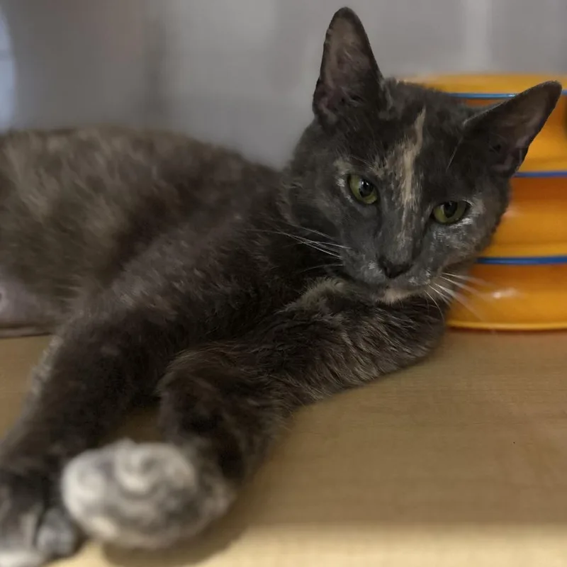 An adult medium-sized female Tortoiseshell Domestic Short Hair cat named Nugget for adoption in Washington Township, OH