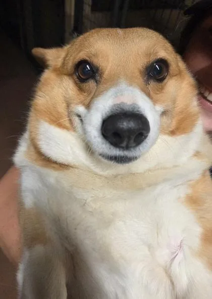 An adult medium-sized female Cardigan Welsh Corgi dog named Harper for adoption in Kinzers , PA