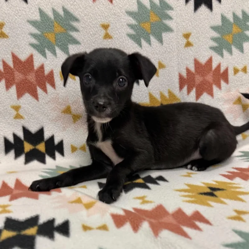 A baby small-sized male Black Chihuahua dog named Ricky for adoption in Houston, TX