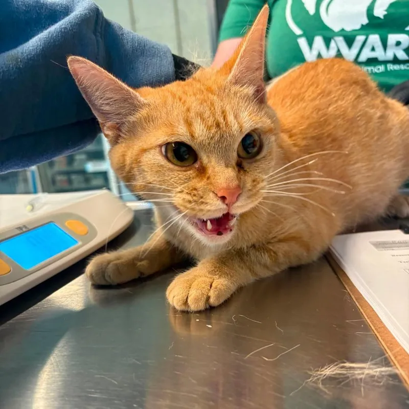An adult medium-sized female Orange / Red Domestic Short Hair cat named Epsilon for adoption in Huntington, WV