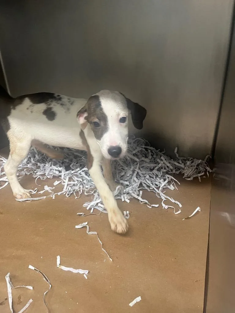 A baby large-sized female Mixed Breed dog named Raven for adoption in Cartersville , GA