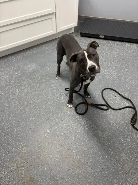 A young medium-sized male Boxer dog named Finnley for adoption in Morristown, TN