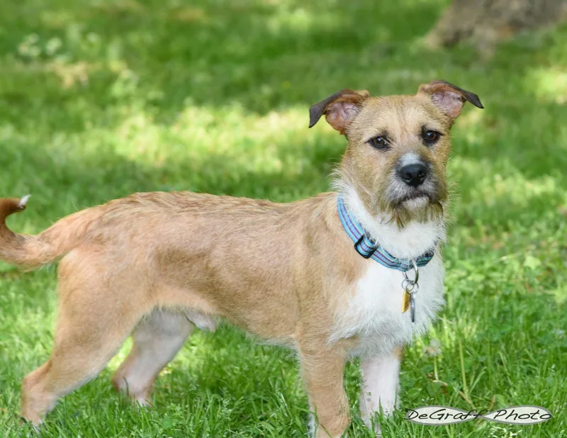 An adult medium-sized male Terrier dog named Griffin for adoption in Pittsboro, NC