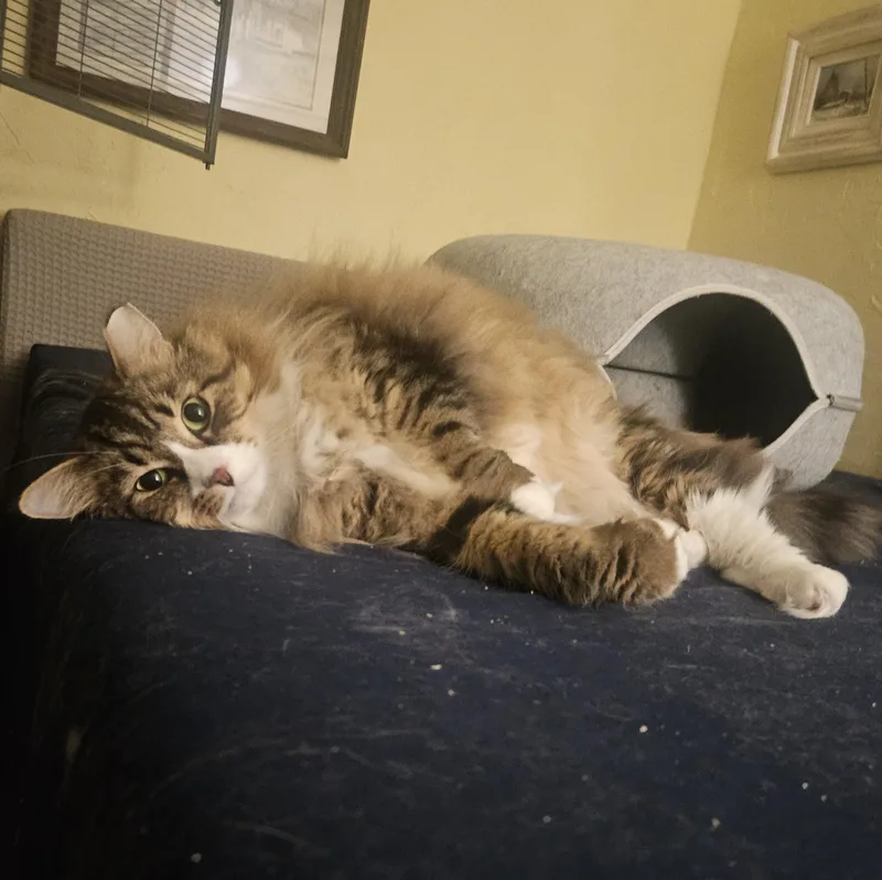 An adult medium-sized male Domestic Long Hair cat named Marshall for adoption in WINLOCK, WA