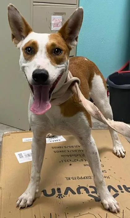 An adult medium-sized female Mixed Breed dog named Cantaloupe for adoption in Lampasas, TX