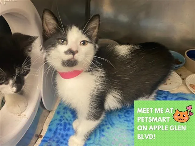 A baby small-sized female Domestic Short Hair cat named Billy for adoption in Fort Wayne, IN