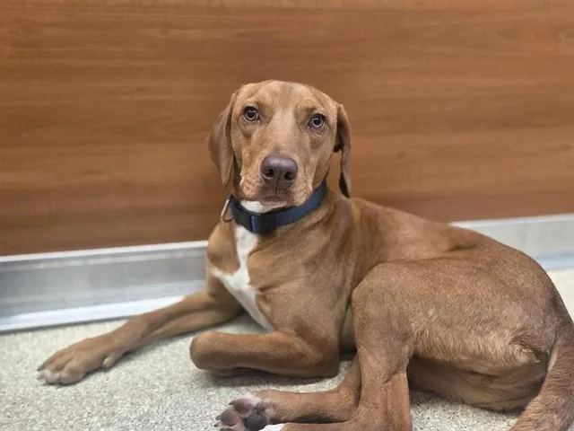 A young large-sized male Pointer dog named Blue Eyes for adoption in Saint Louis, MO