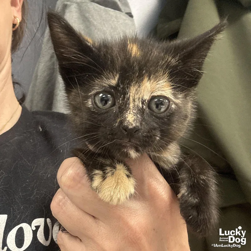 A baby medium-sized female Domestic Short Hair cat named My Pinkie Pie for adoption in Washington, DC